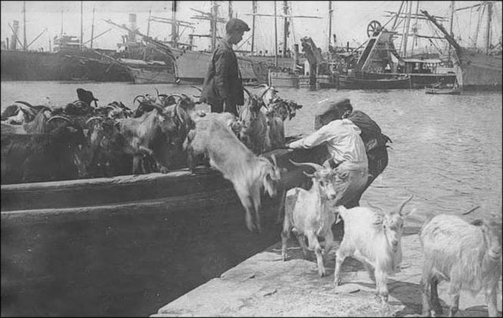 Πειραιάς, δεκαετία 1920 : Τότε που τα κατσίκια στο λιμάνι ήταν κάτι πολύ συνηθισμένο - Φωτογράφος άγνωστος │ Φωτογραφία από την Σελίδα του facebook ❝ΑΘΗΝΑ & ΠΕΙΡΑΙΑΣ - Athens & Piraeus❞